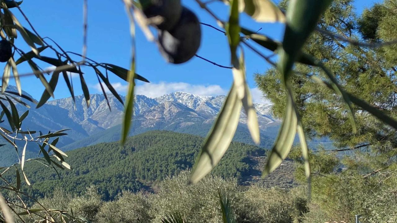 Olivar De Gredos * Arenas de San Pedro